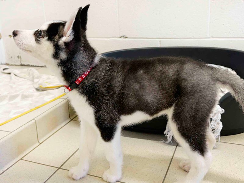Guava | Siberian Husky | Leeds - 3