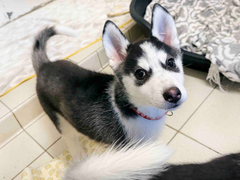 Guava | Siberian Husky | Leeds - 1