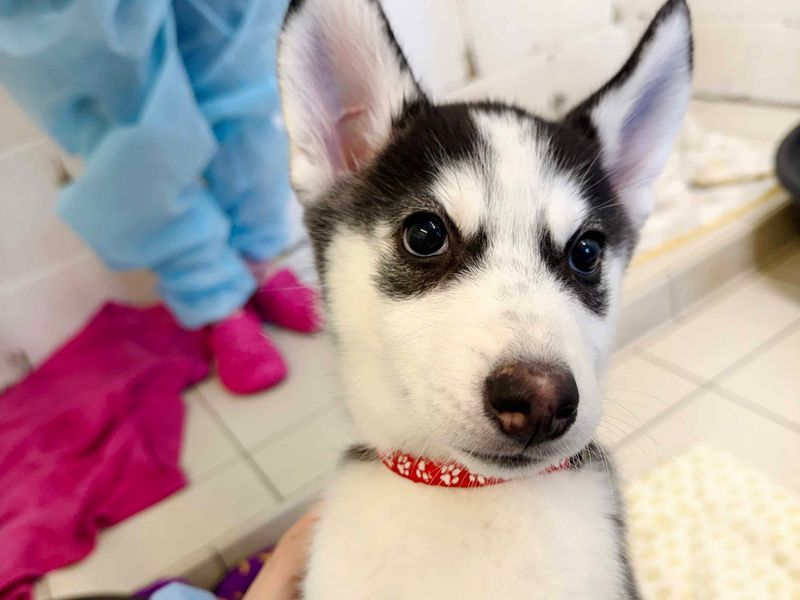 Guava | Siberian Husky | Leeds - 2