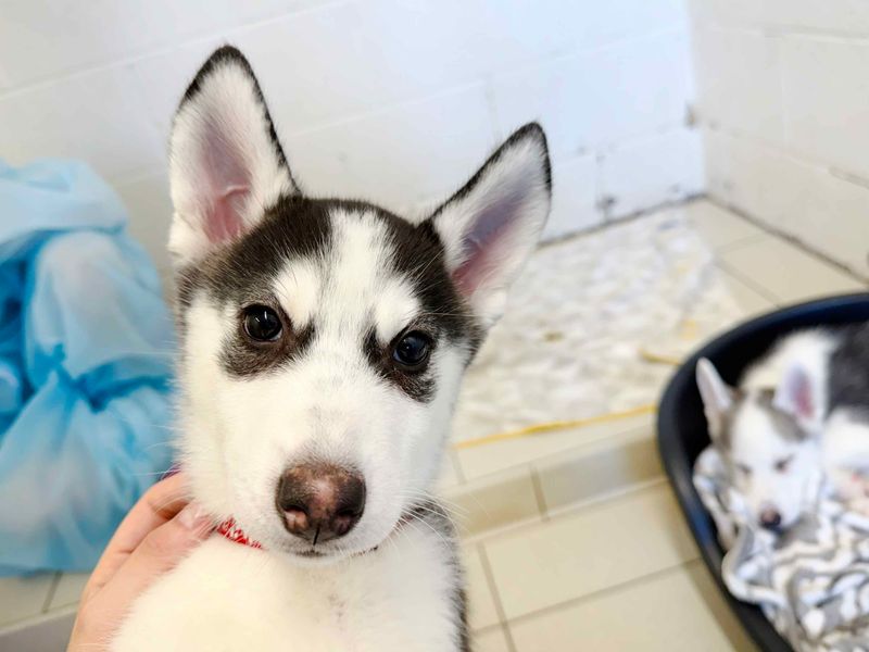Guava | Siberian Husky | Leeds - 5