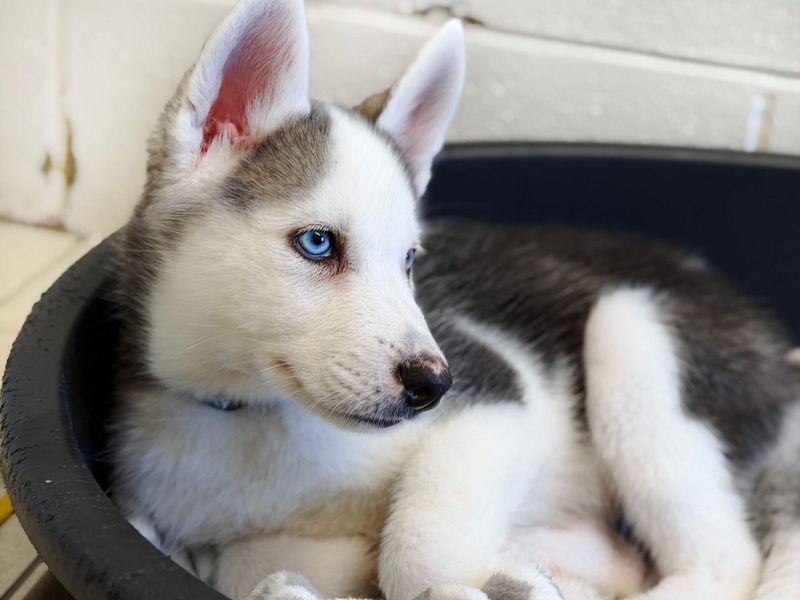 Papaya | Siberian Husky | Leeds - 2