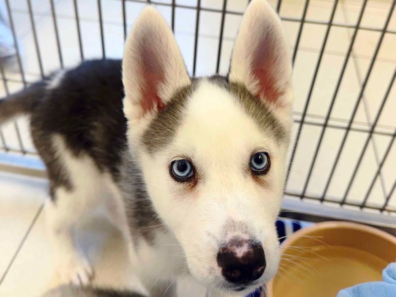 Papaya | Siberian Husky | Leeds - 3