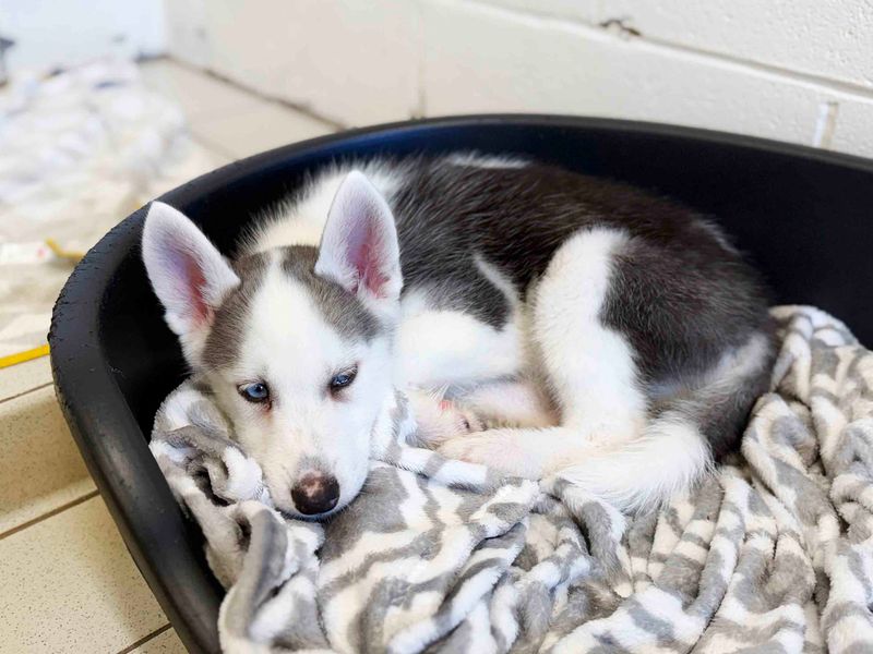 Papaya | Siberian Husky | Leeds - 5