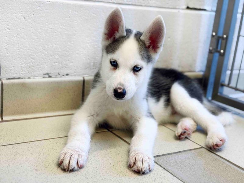 Siberian Husky Dogs And Puppies For Adoption