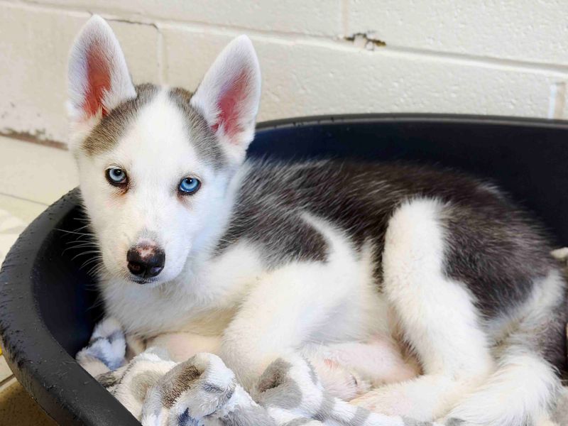 Papaya | Siberian Husky | Leeds - 1