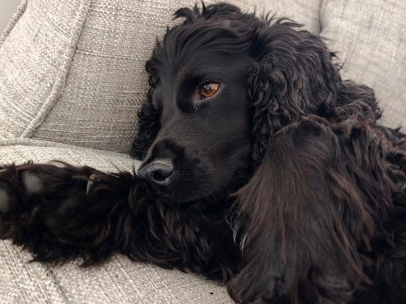 Moose
