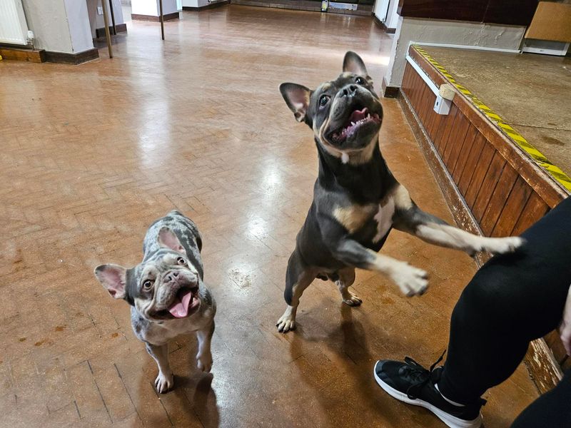 Rolo 2 | French Bulldog | Shrewsbury (Shropshire) - 1