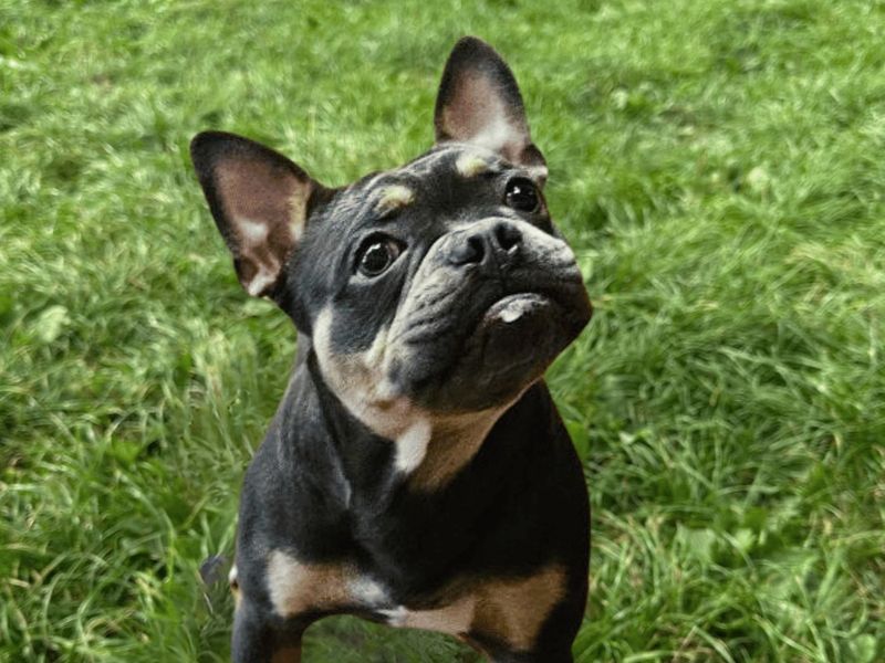 Rolo 2 | French Bulldog | Shrewsbury (Shropshire) - 2