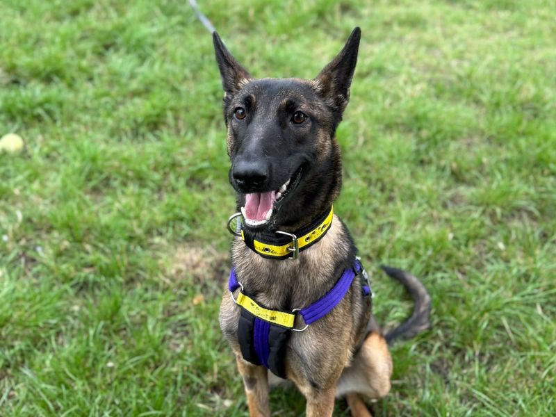 Maisie | Belgian Shepherd Dog (Malinois) | Shrewsbury (Shropshire) - 1