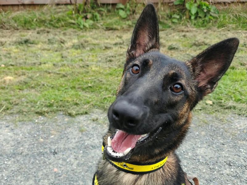 Maisie | Belgian Shepherd Dog (Malinois) | Shrewsbury (Shropshire) - 2