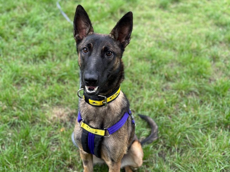 Maisie | Belgian Shepherd Dog (Malinois) | Shrewsbury (Shropshire) - 3