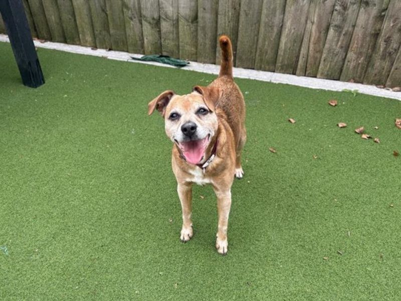 George | Terrier (Patterdale) | Cardiff - 3