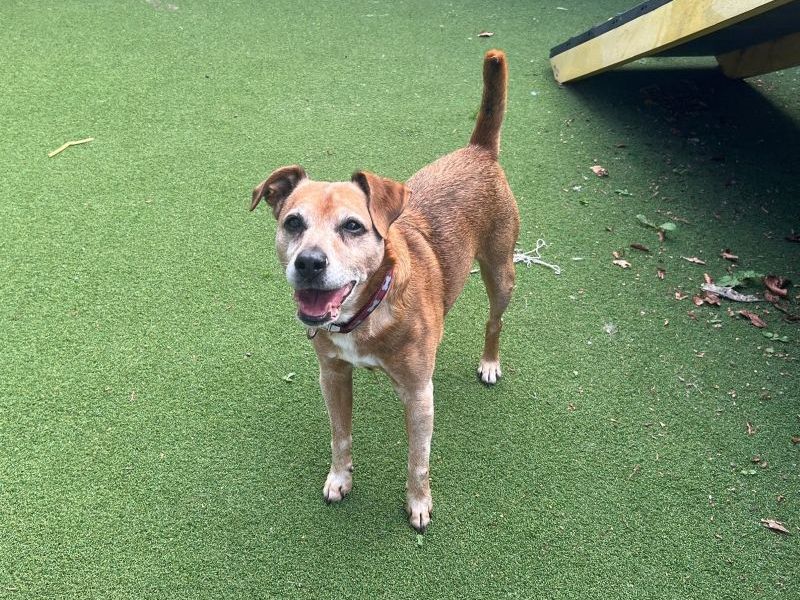 George | Terrier (Patterdale) | Cardiff - 2