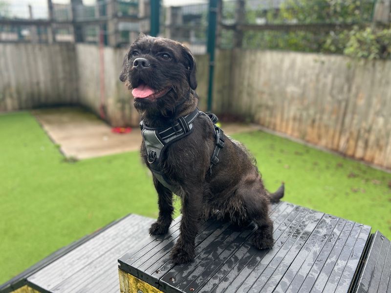 Winter | Spaniel (Cocker) Cross | Cardiff - 4