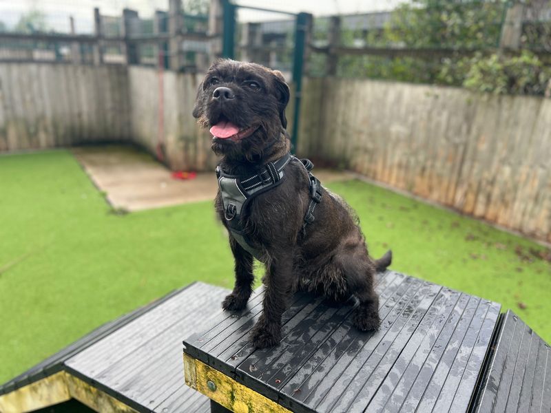 Winter | Spaniel (Cocker) Cross | Cardiff - 5