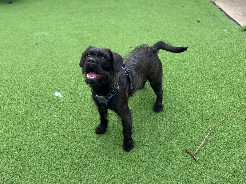 Winter | Spaniel (Cocker) Cross | Cardiff - 3