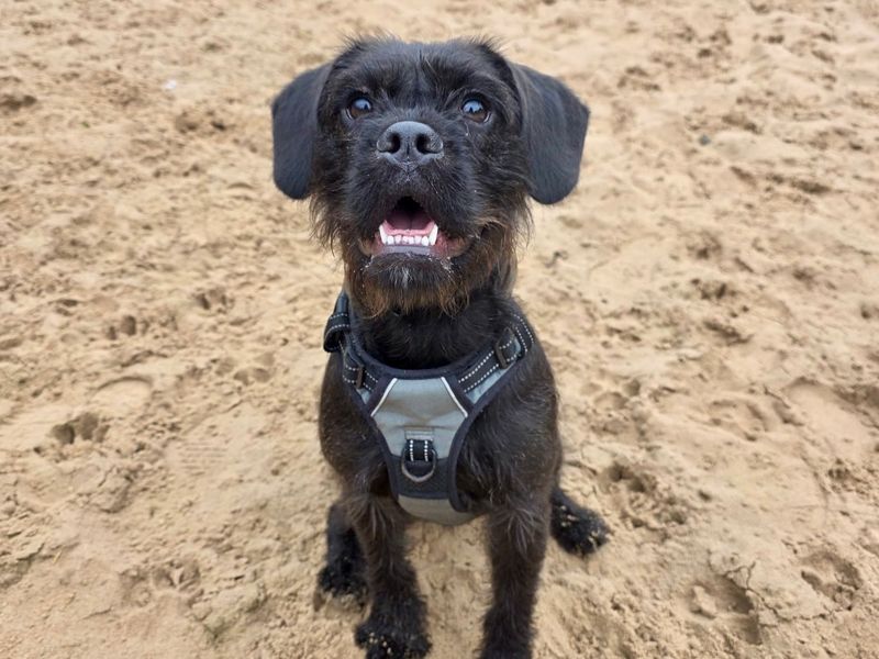 Winter | Spaniel (Cocker) Cross | Cardiff - 2