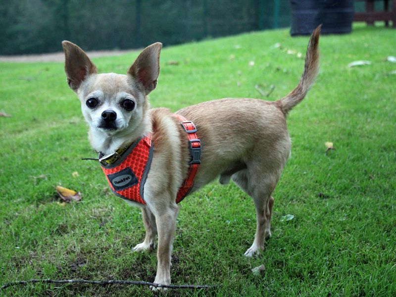 Troy | Chihuahua (Smooth Coat) | Merseyside (Liverpool) - 3