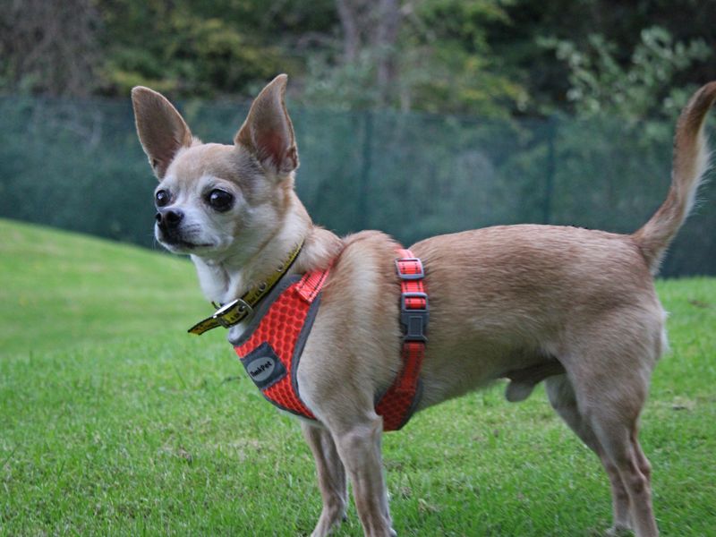 Troy | Chihuahua (Smooth Coat) | Merseyside (Liverpool) - 2