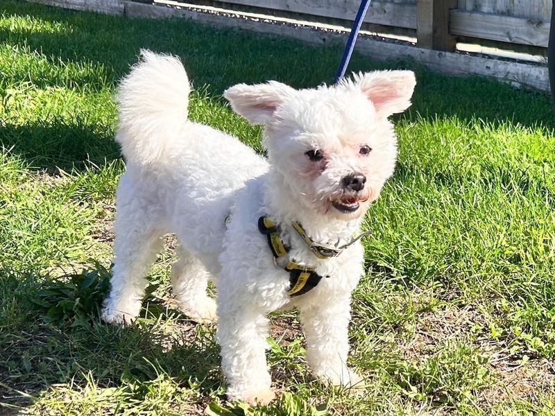 Pumpkin | Bichon Frise | Loughborough - 2