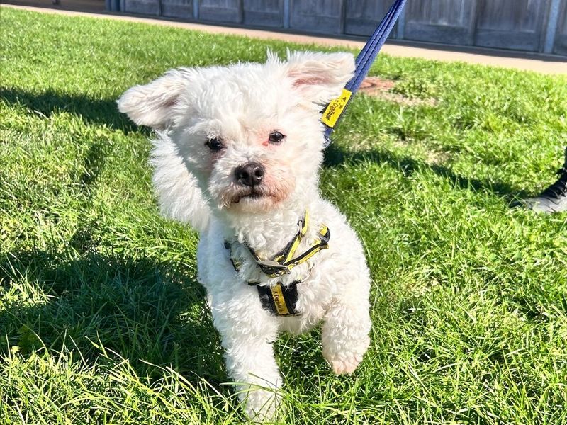 Pumpkin | Bichon Frise | Loughborough - 1