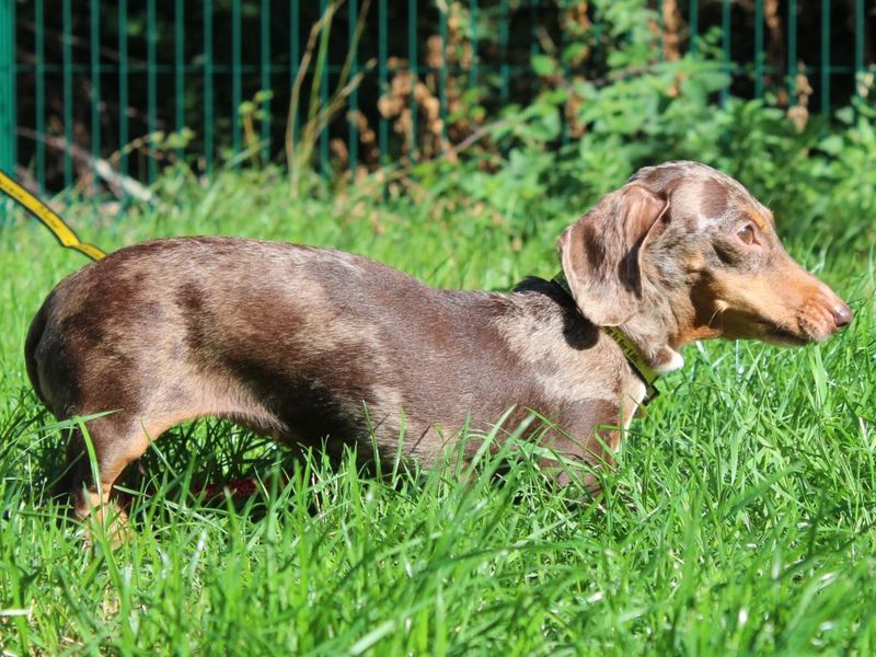 Rita | Dachshund (Miniature Smooth Haired) | Evesham (Worcestershire) - 5