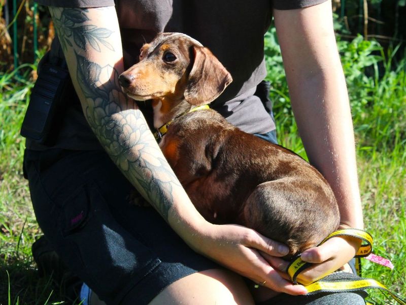 Rita | Dachshund (Miniature Smooth Haired) | Evesham (Worcestershire) - 6