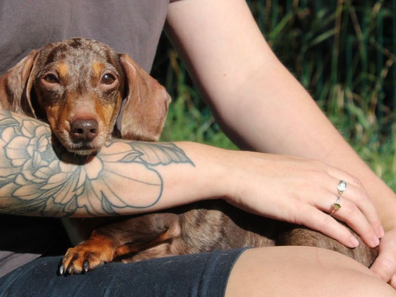 Rita | Dachshund (Miniature Smooth Haired) | Evesham (Worcestershire) - 3