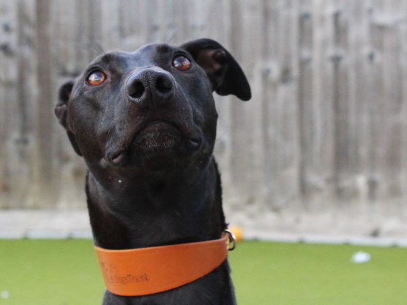 Patrick | Lurcher | Evesham (Worcestershire) - 3