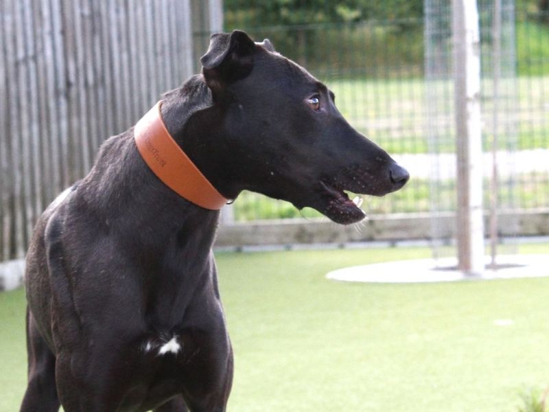 Patrick | Lurcher | Evesham (Worcestershire) - 4