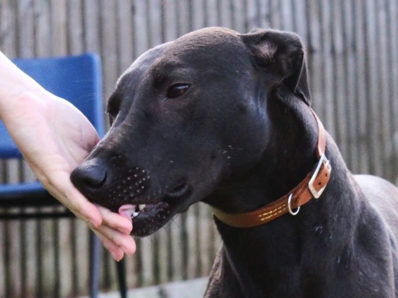 Patrick | Lurcher | Evesham (Worcestershire) - 1