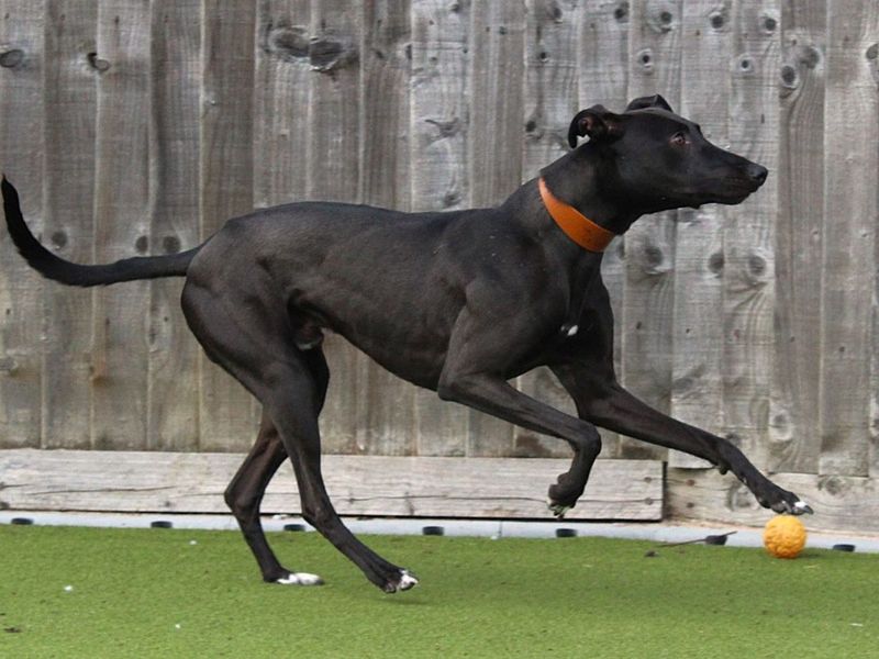 Patrick | Lurcher | Evesham (Worcestershire) - 6