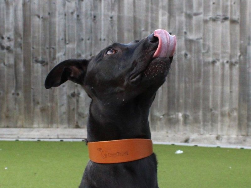 Patrick | Lurcher | Evesham (Worcestershire) - 5