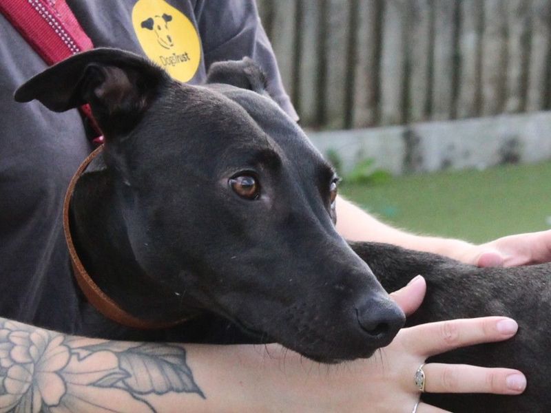 Patrick | Lurcher | Evesham (Worcestershire) - 2