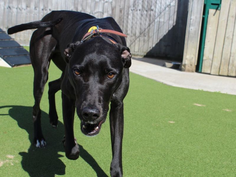 Rosa | Lurcher | Evesham (Worcestershire) - 2
