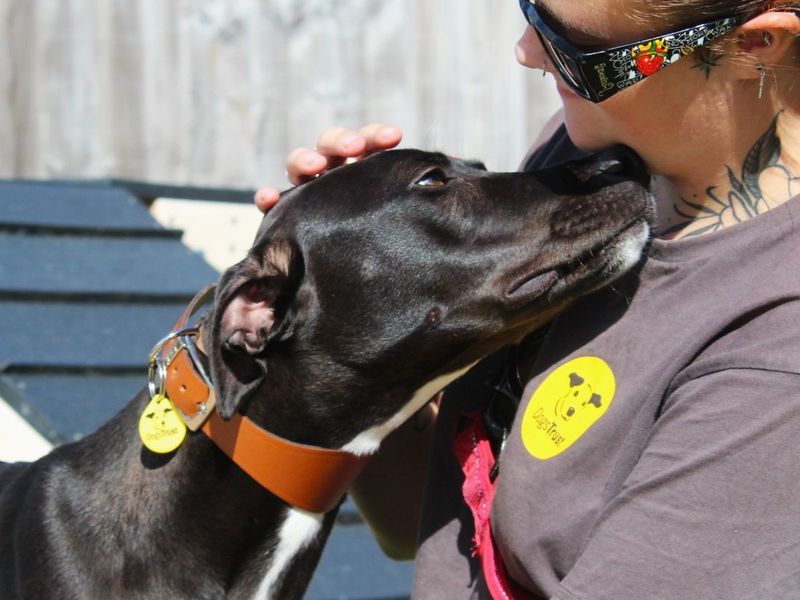 Rosa | Lurcher | Evesham (Worcestershire) - 3
