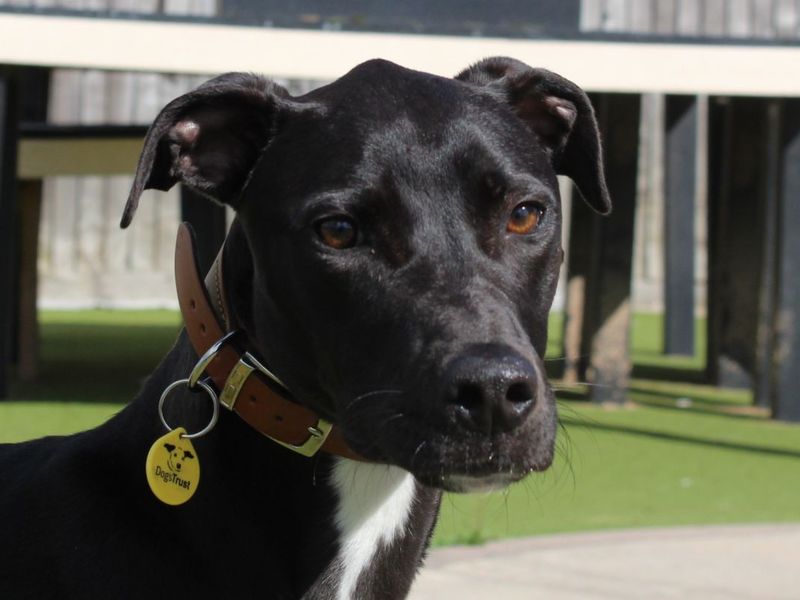 Rosa | Lurcher | Evesham (Worcestershire) - 4