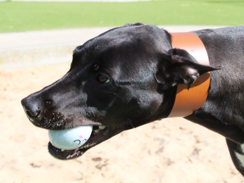 Rosa | Lurcher | Evesham (Worcestershire) - 6