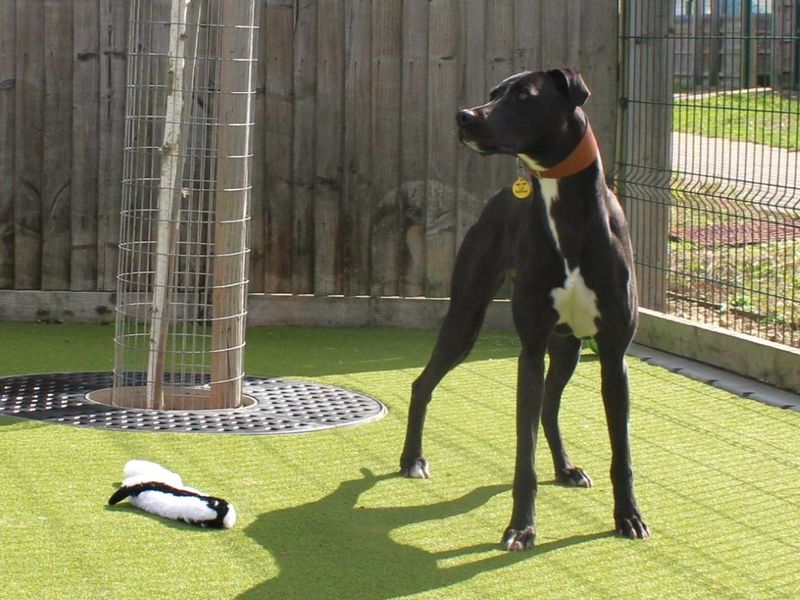 Rosa | Lurcher | Evesham (Worcestershire) - 1