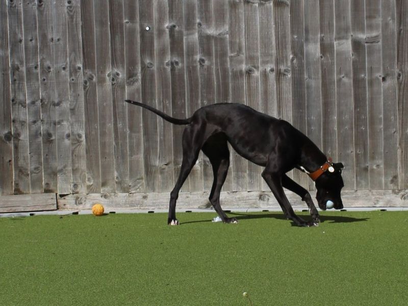 Rosa | Lurcher | Evesham (Worcestershire) - 7