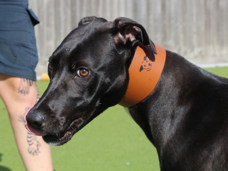 Rosa | Lurcher | Evesham (Worcestershire) - 5