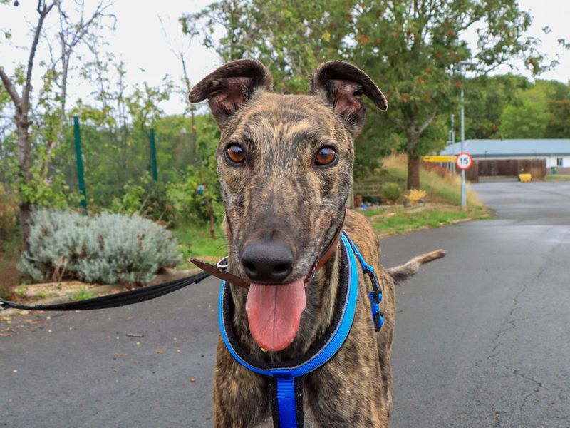 James | Greyhound | Evesham (Worcestershire) - 1
