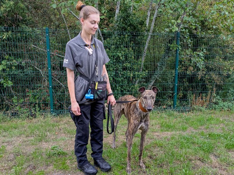 James | Greyhound | Evesham (Worcestershire) - 4