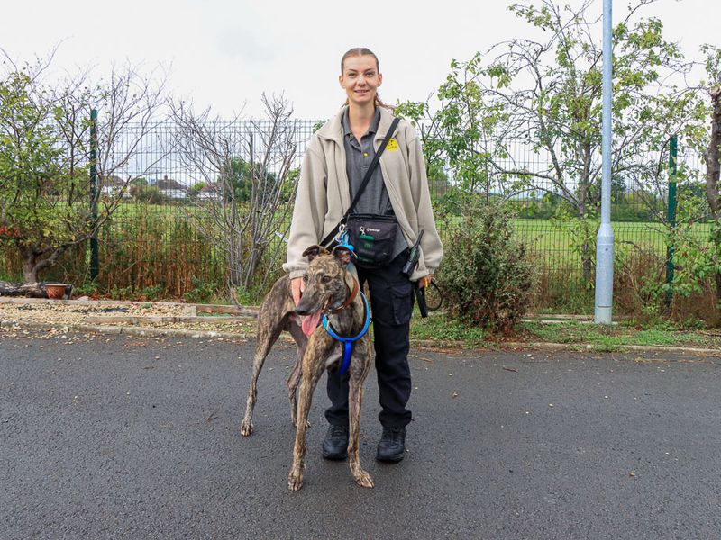 James | Greyhound | Evesham (Worcestershire) - 3