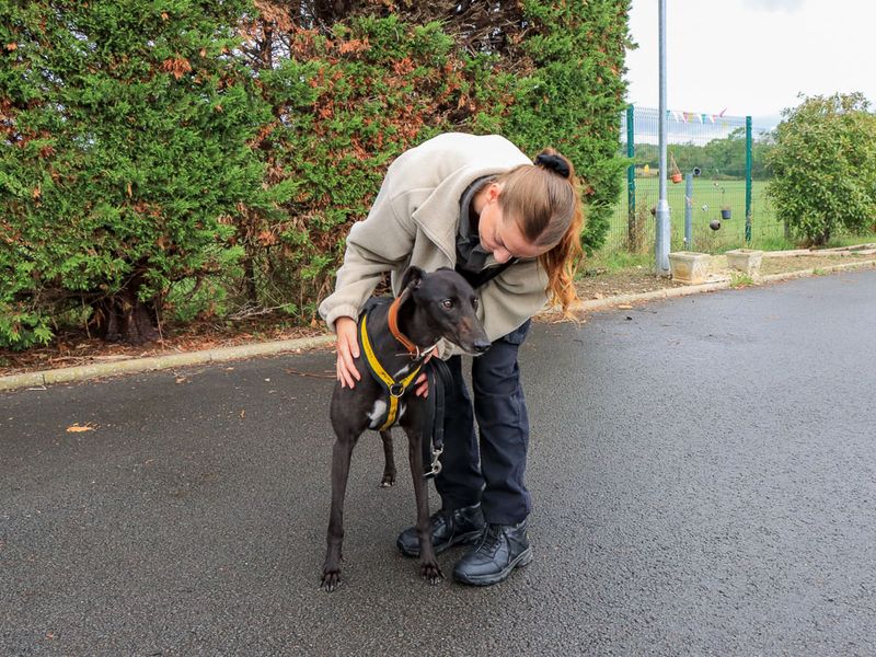Holly | Greyhound | Evesham (Worcestershire) - 2