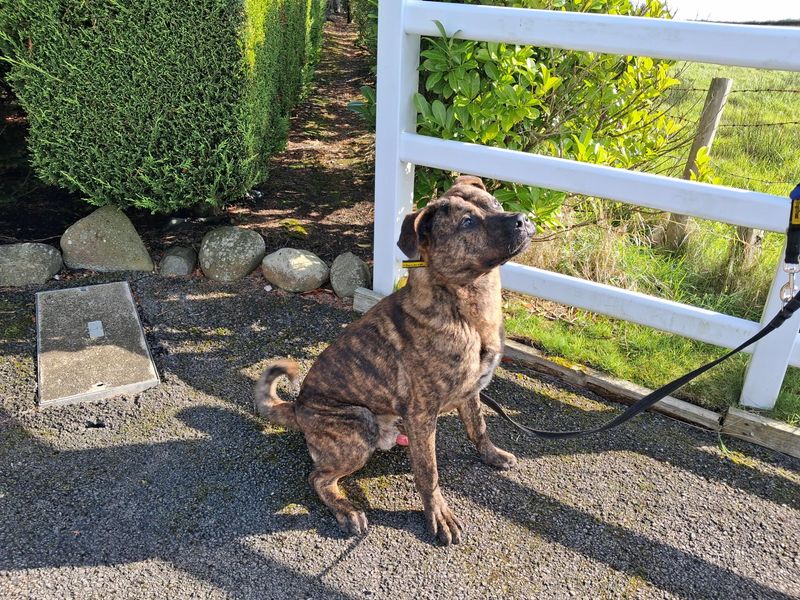 Banjo | Crossbreed | Cumbria - 2