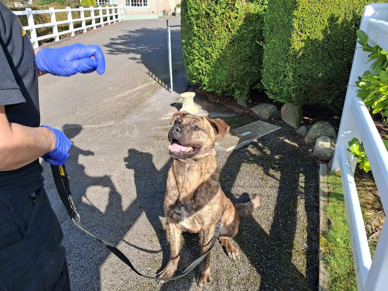 Banjo | Crossbreed | Cumbria - 1