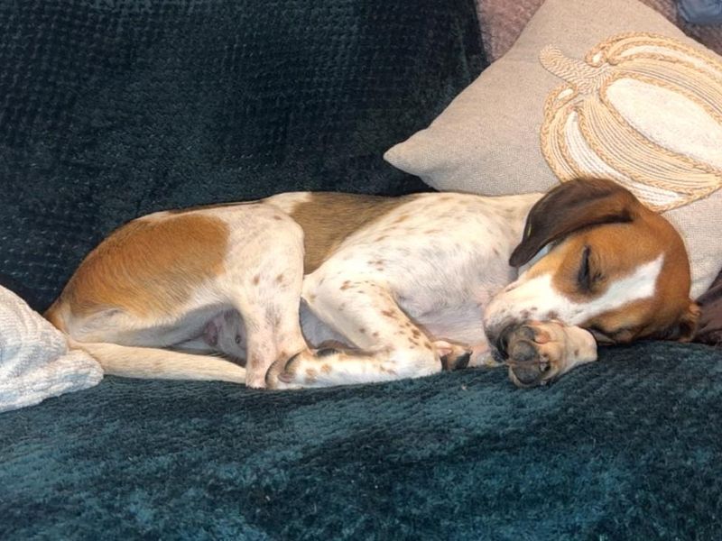 Minnie Trailhound | Trailhound | Harefield West London - 2