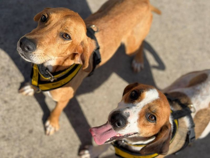 Bee | Trailhound | Harefield West London - 2