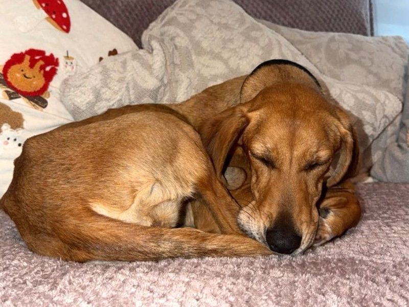 Bee | Trailhound | Harefield West London - 3
